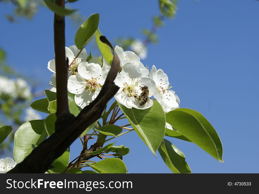 Bees In Flower