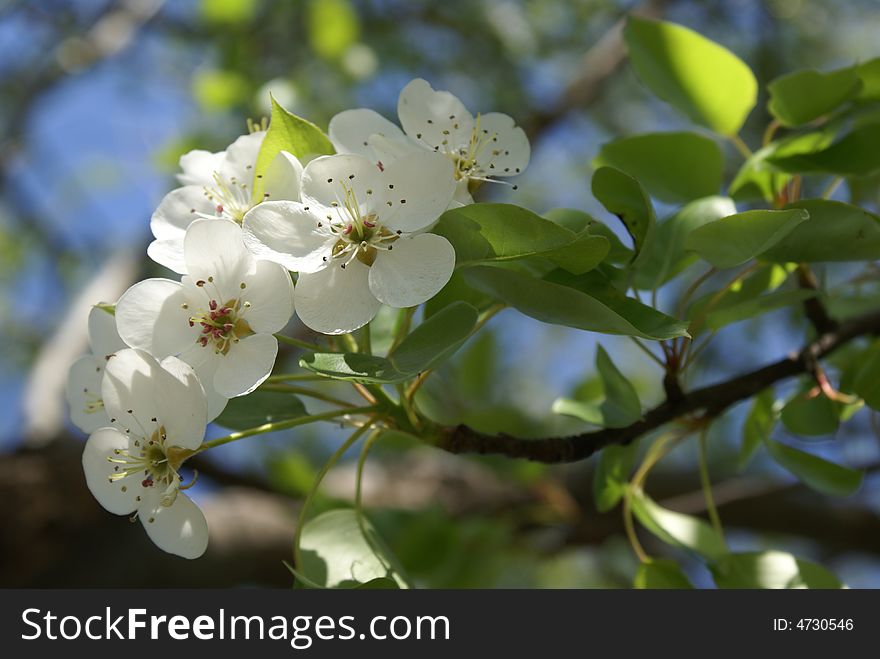 Wild white flowers in this spring, 2008. Wild white flowers in this spring, 2008