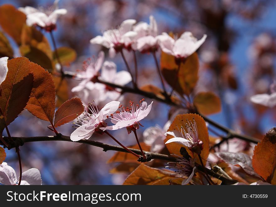 Wild white flowers in this spring, red pistill