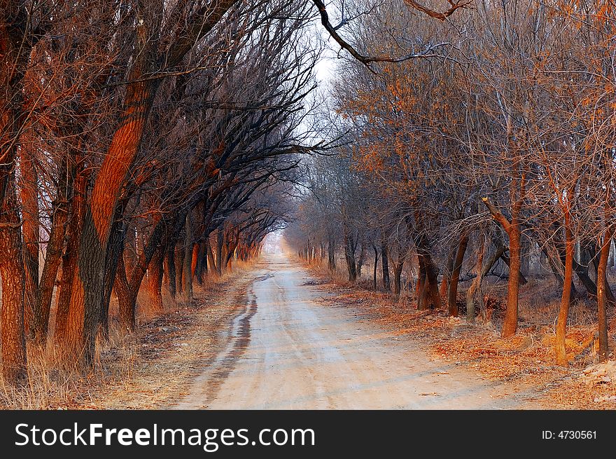 Country avenue on sunset time in winter