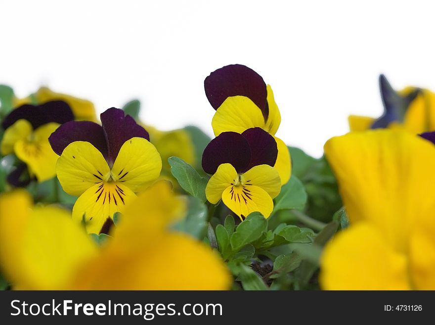 Yellow pansies isolated on white