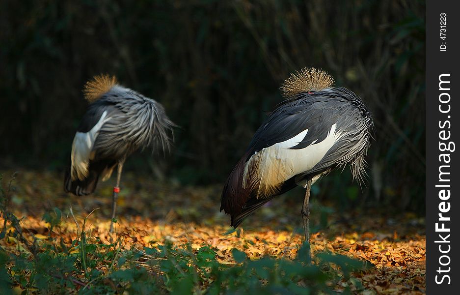 A couple of crown crane in beijing zoo