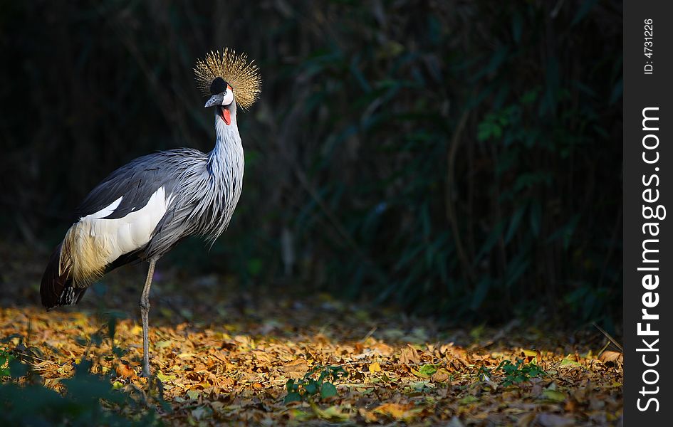 A beautiful crowned crane in zoo