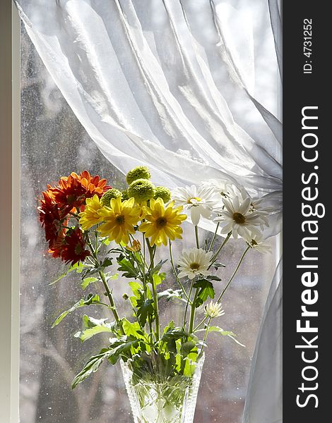 Bouquet of multicolored chamomiles in sunshine at window with silk drapery