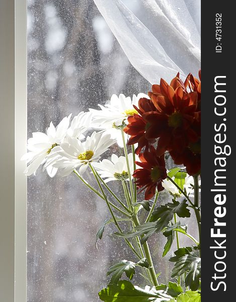 Bouquet of multicolored chamomiles in sunshine at window with silk drapery