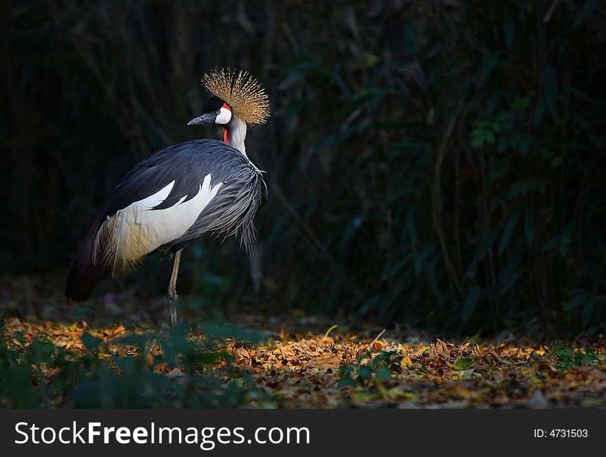 A crowned crane in zoo