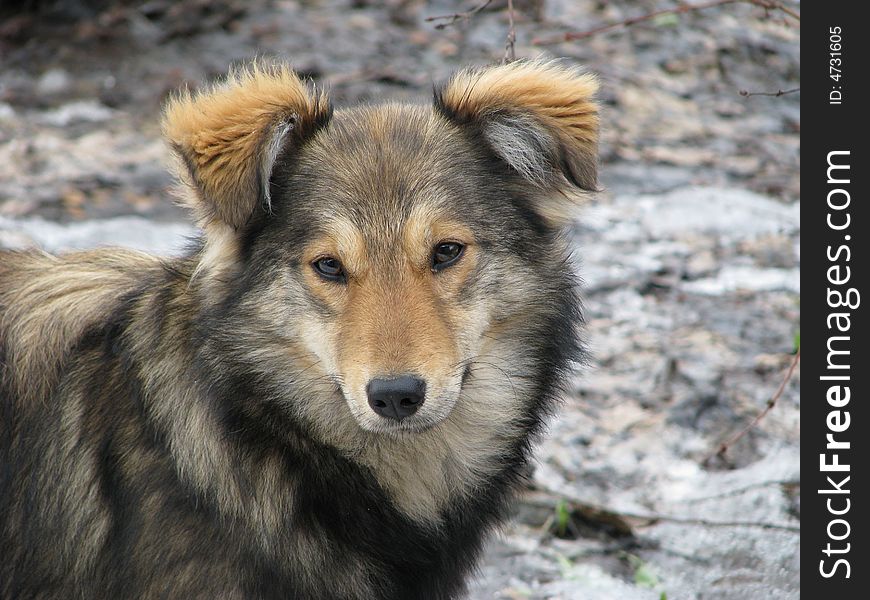 Portrait of a dog in the spring on the nature. Portrait of a dog in the spring on the nature