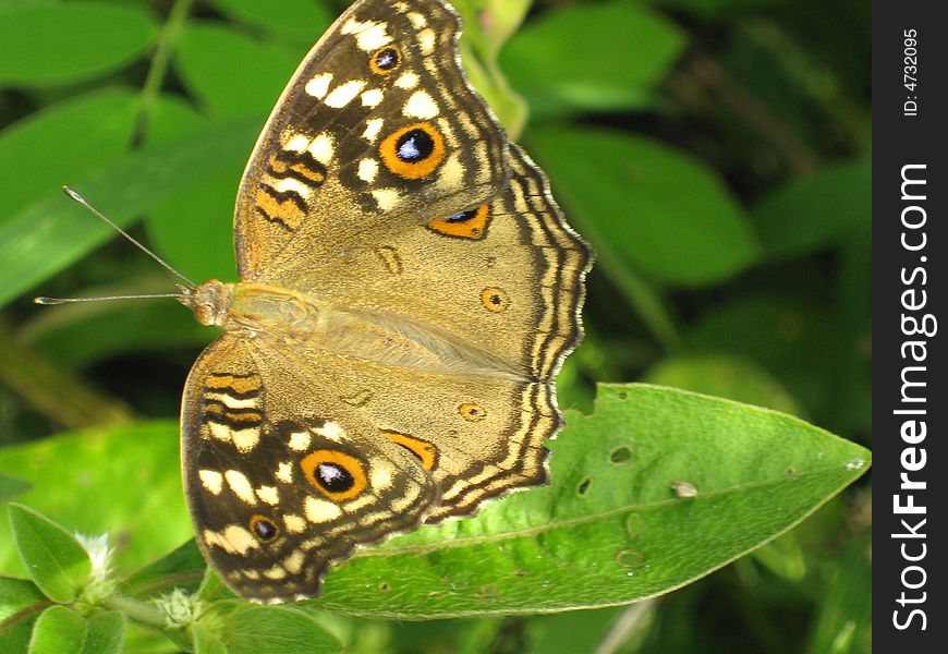 A beautiful butterfly on the a leaf