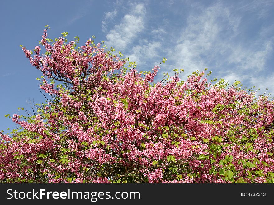 Almond Tree With Blooming Pink Flowers