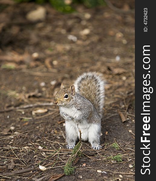 Squirrel in park standing on two legs and looking after nuts