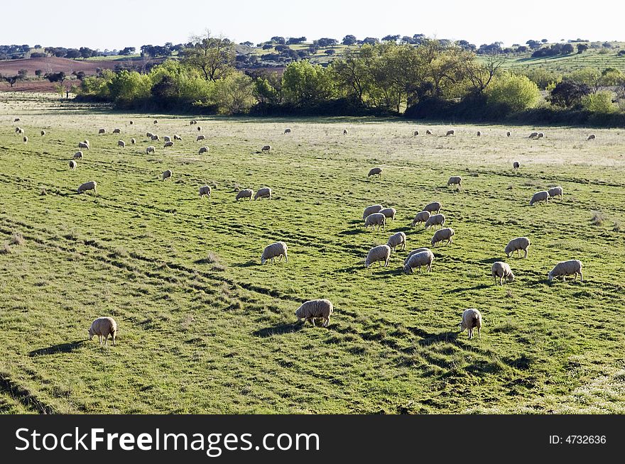 Flock of merino sheep pasturing in a spring field. Alentejo, Portugal