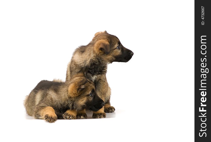 Two Germany sheep-dog puppies isolated on white background