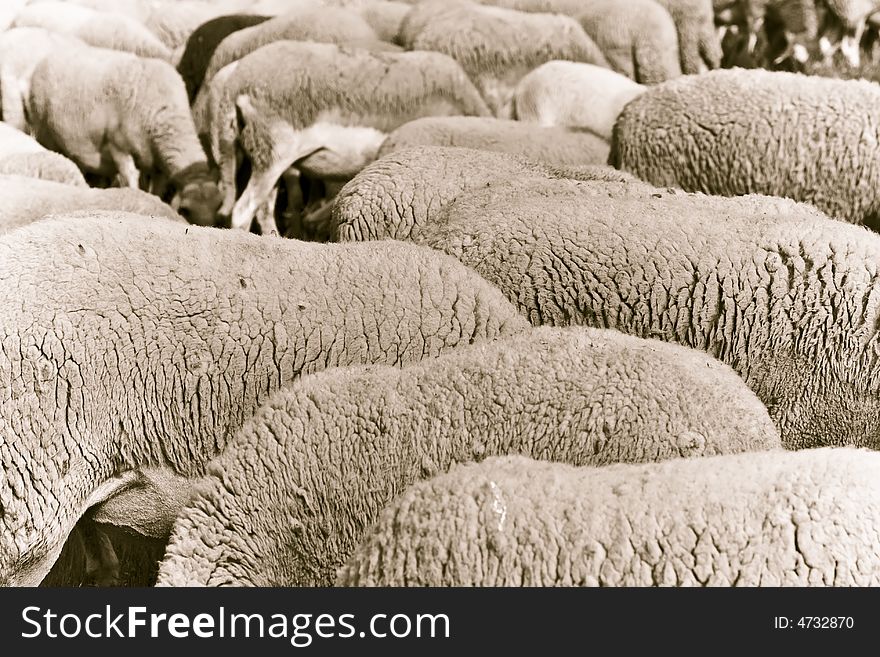 Sheep Crowd