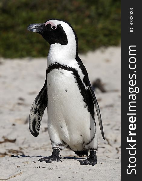 African penguin spheniscus demersus the only example of penguins that breed in africa on foxy beach near boulders beach on the false bay cape town western cape province south africa