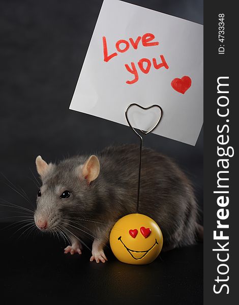 Rat with a love message. Rat with a love message