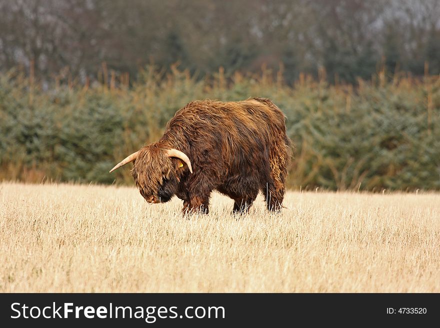 Highland Cow (Bull) just South of Aberdeen, Scotland