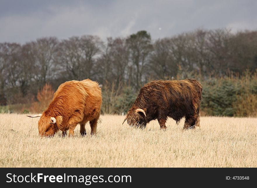 Highland Cows just South of Aberdeen, Scotland