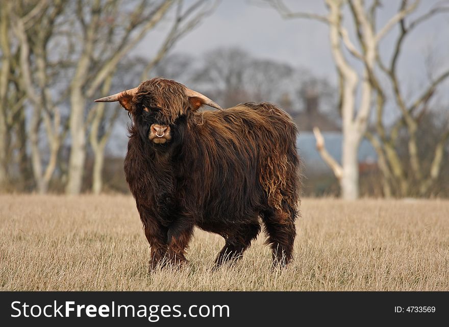 Highland Cow (Bull) just South of Aberdeen, Scotland