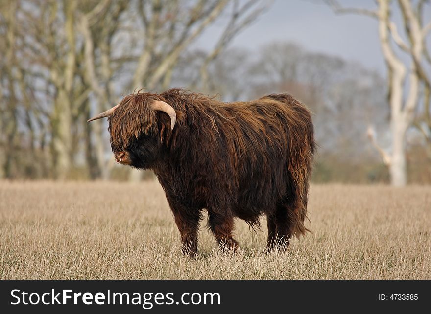 Highland Cow (Bull) just South of Aberdeen, Scotland