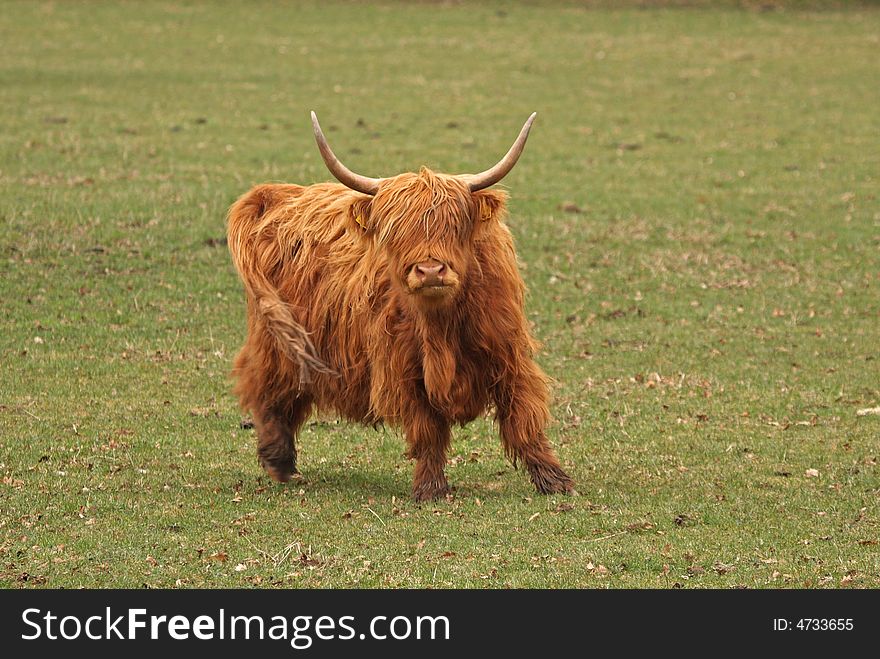 Highland Cow just South of Aberdeen, Scotland