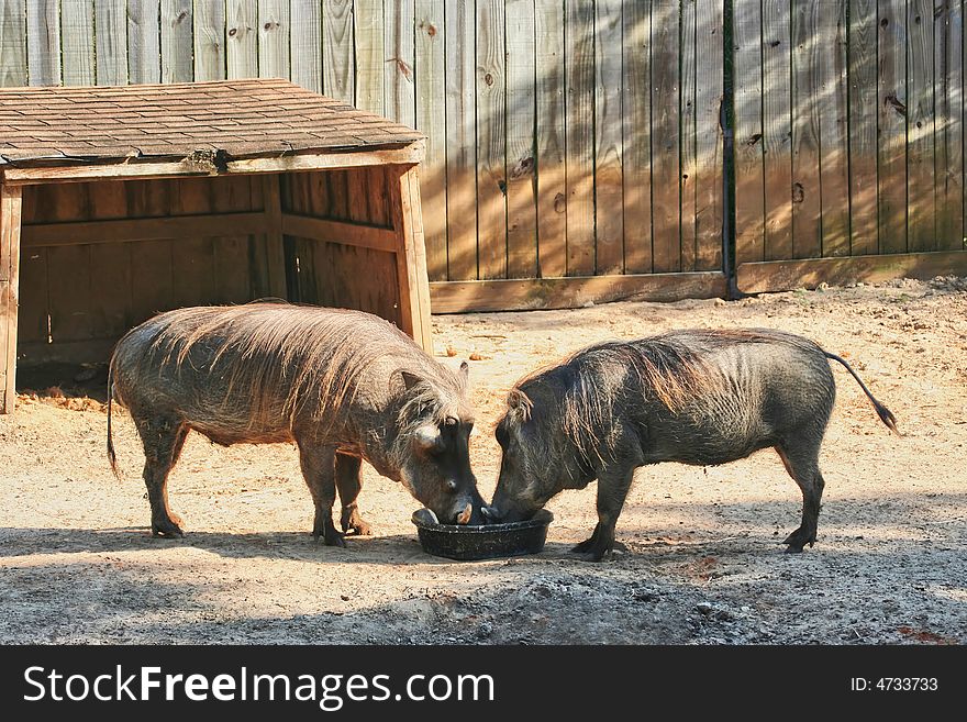 A pair of warthogs that are sharing a food bowl together