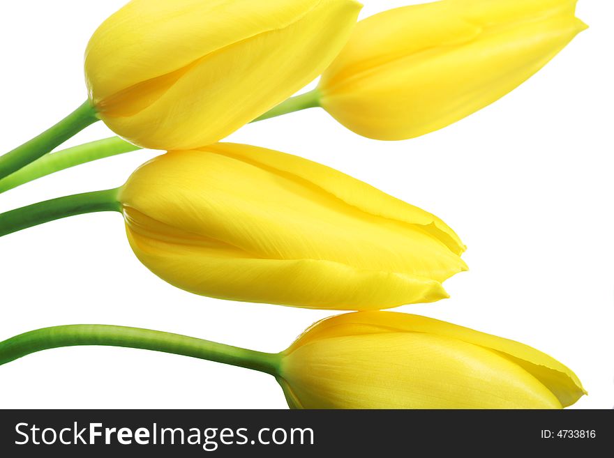 Fresh yellow tulips. isolated on white background. Fresh yellow tulips. isolated on white background