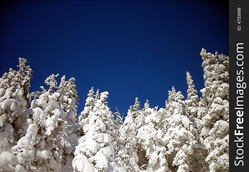 Trees covered with snow at Mont Orford, Canada. Trees covered with snow at Mont Orford, Canada