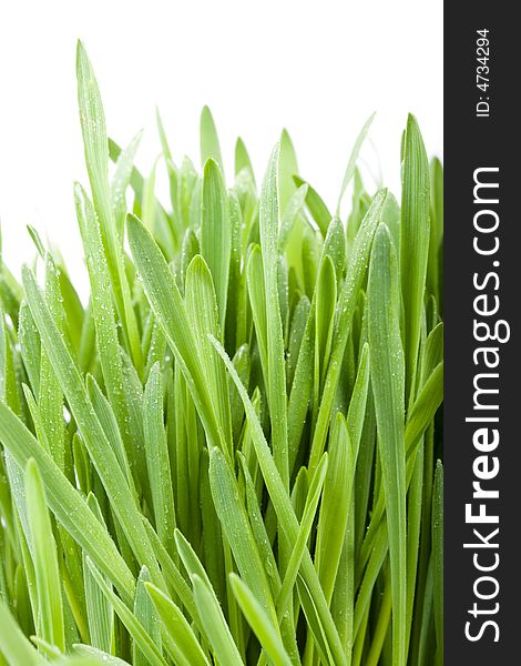 Green grass with water drops isolated on a white background