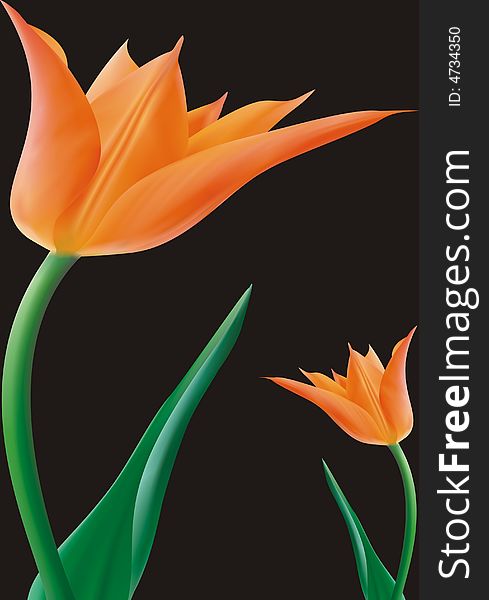 Orange tulips on black background -  illustration