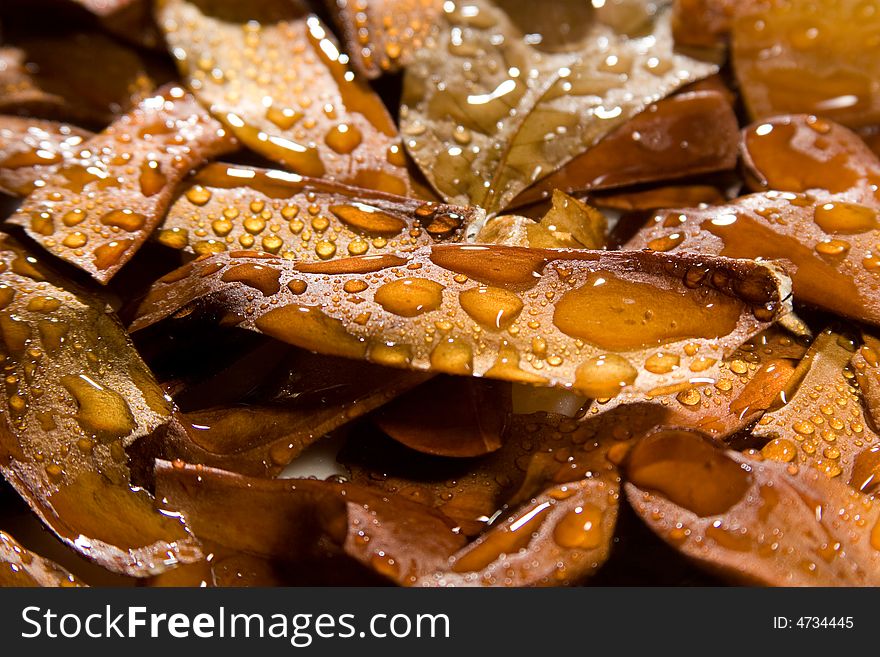 Sycamore Seeds With Water Drops