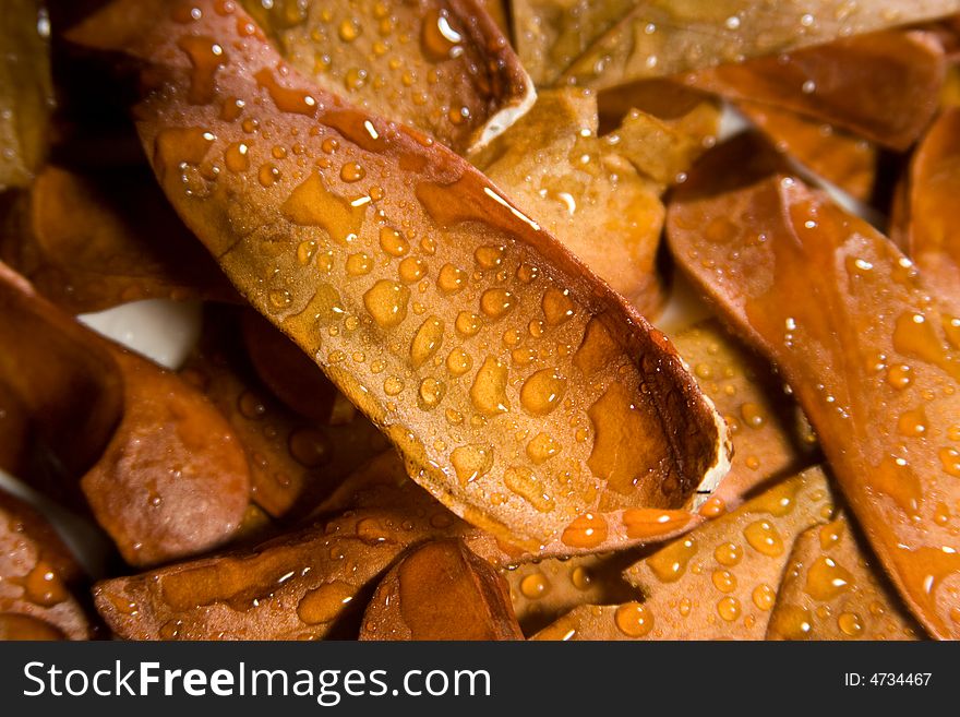 Sycamore Seeds With Water Drops