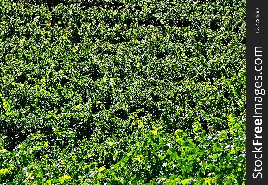 A sunny field of grape vines.  Taken in June in Napa, California.