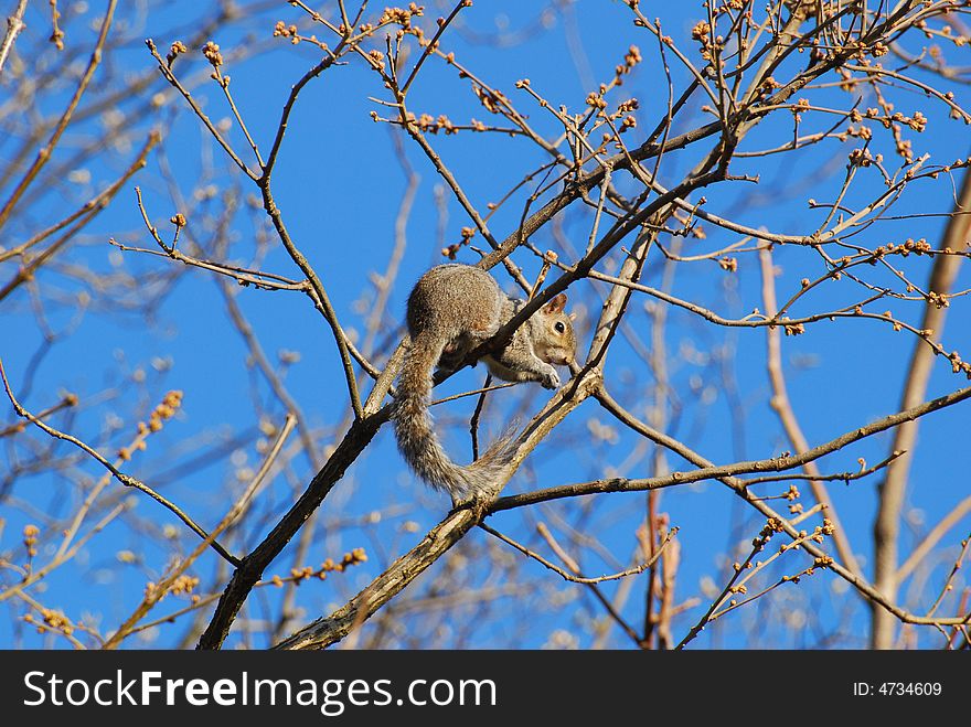 High up squirrel in the trees on the first day of Spring eating a leave bud. High up squirrel in the trees on the first day of Spring eating a leave bud.