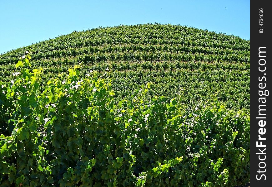 A sunny and hilly vineyard under the blue sky.  Taken in June in Napa, California. A sunny and hilly vineyard under the blue sky.  Taken in June in Napa, California.