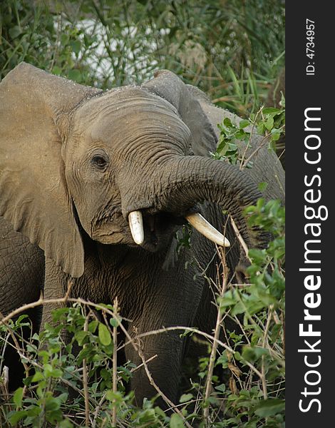 Elephant in the Kruger National Park, South Africa. Elephant in the Kruger National Park, South Africa