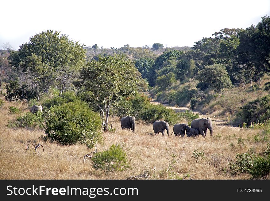 Elephants in the Kruger National Park, South Africa