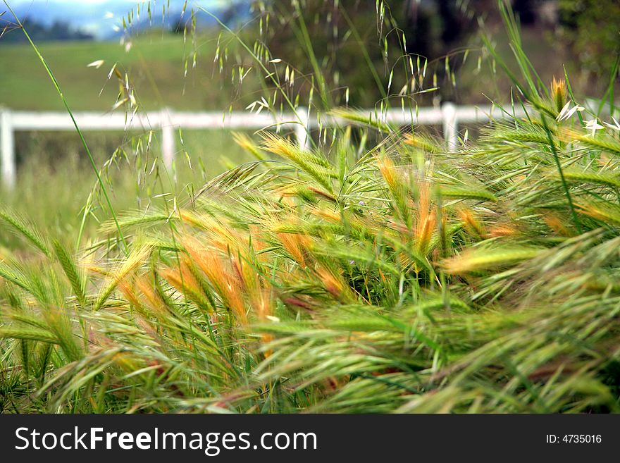 Colorful springtime overgrowth of grass and weeds. Colorful springtime overgrowth of grass and weeds.