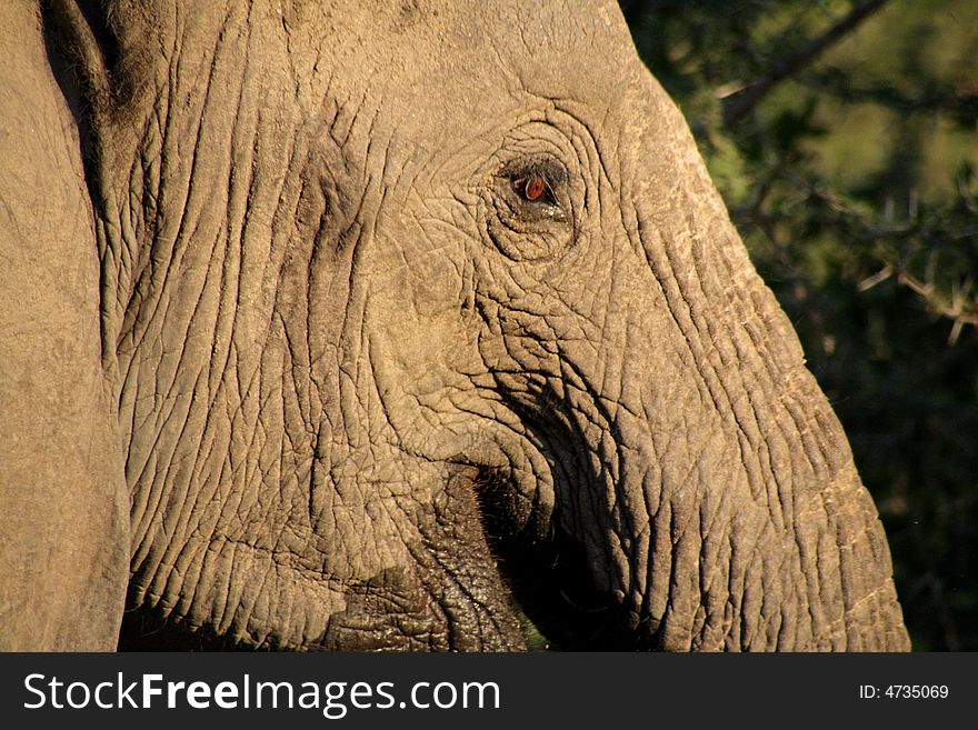 Elephant In Sabie Sands