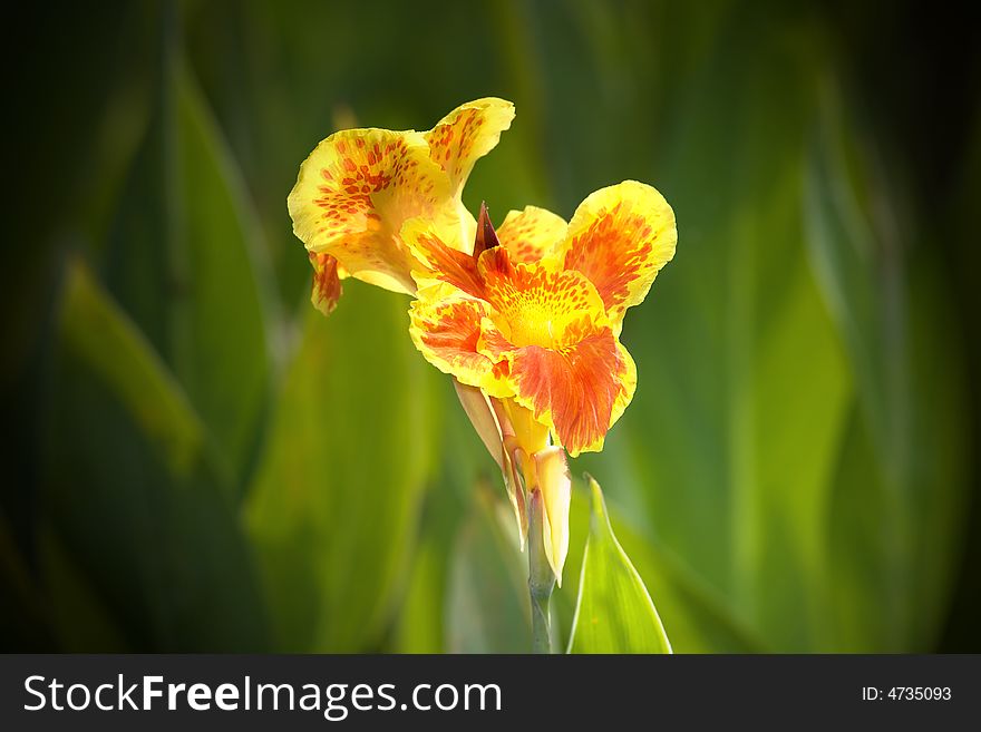 A colourful yellow flower with a smooth bokeh taken using a 300mm lens with 2X converter. A colourful yellow flower with a smooth bokeh taken using a 300mm lens with 2X converter