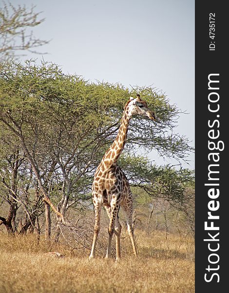 Giraffe in the Kruger National park, South Africa