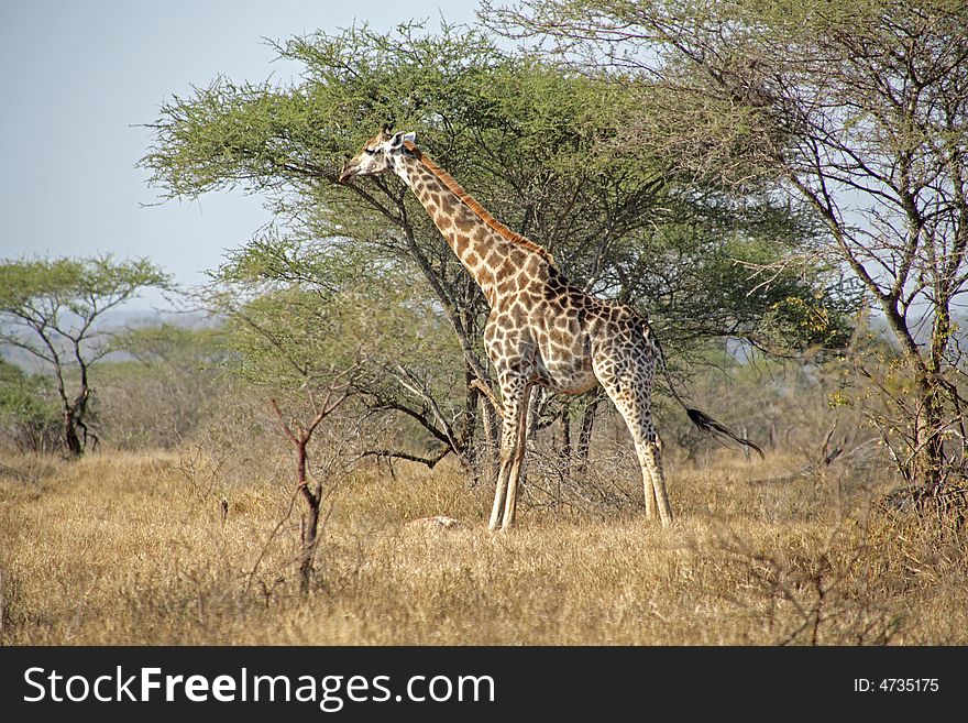 Giraffe in the Kruger