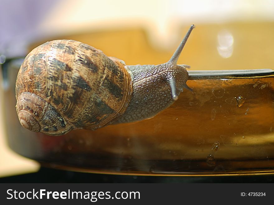 Snail creep to glass  stand be  table