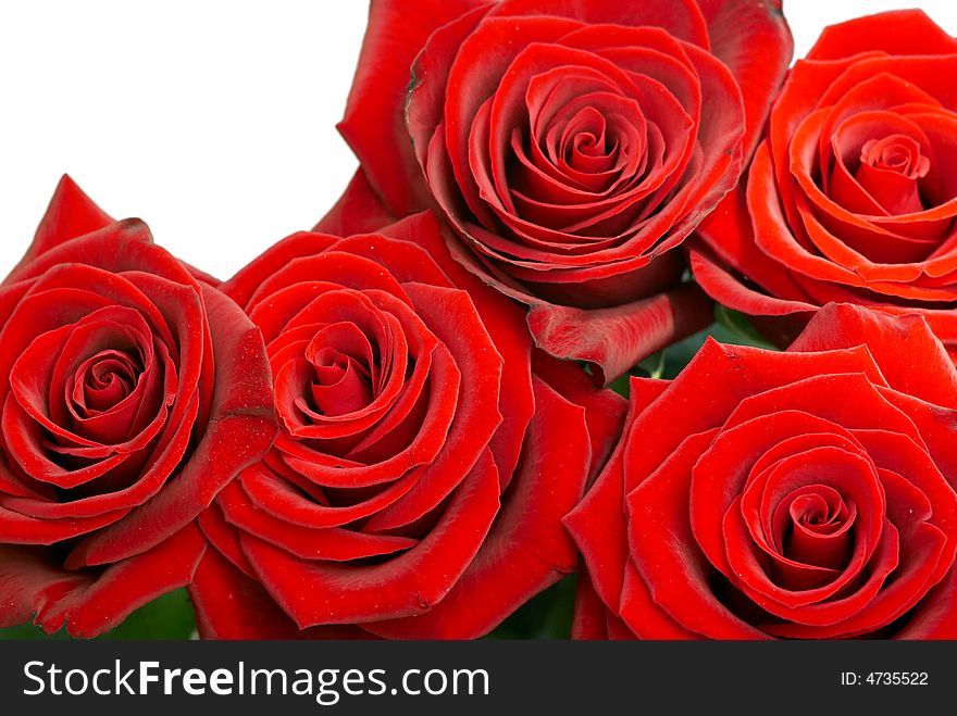 Brightly red roses on a white background