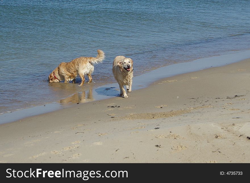 Playful dogs at the beach