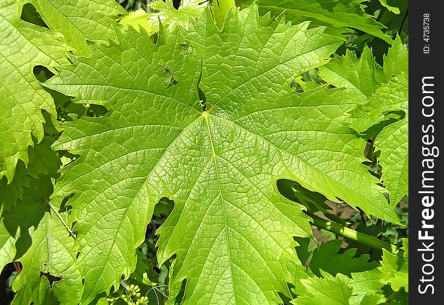 Leaf of grapes on the sun.