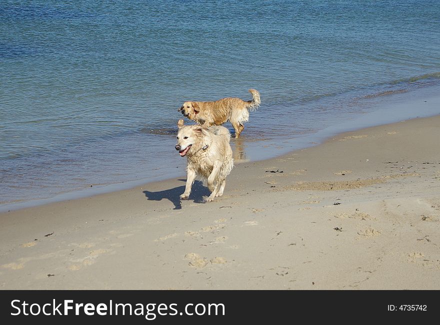 Running dogs at the beach