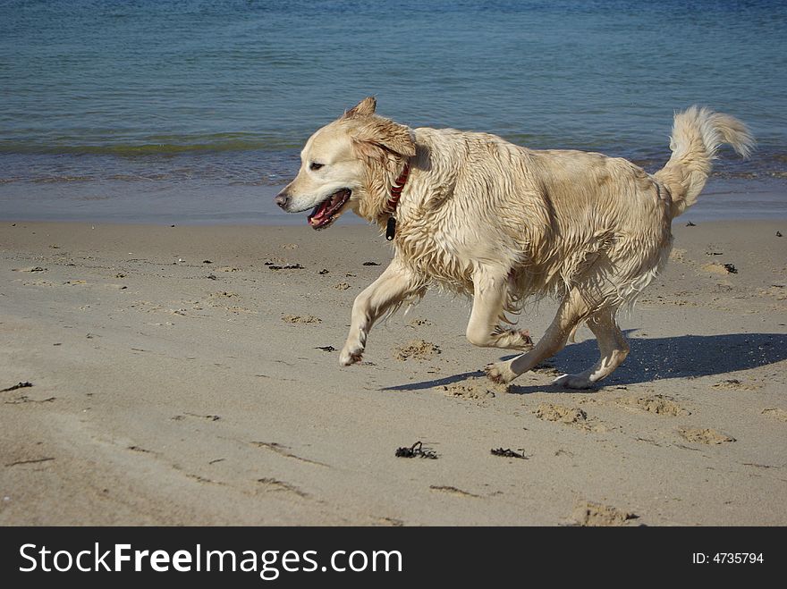 Playful dog at the beach