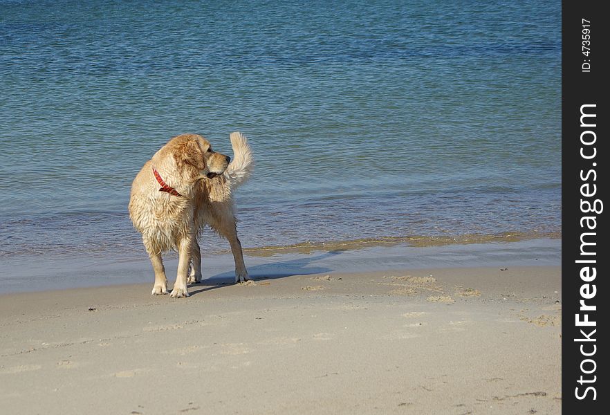 Retriever looking back at the beach. Retriever looking back at the beach