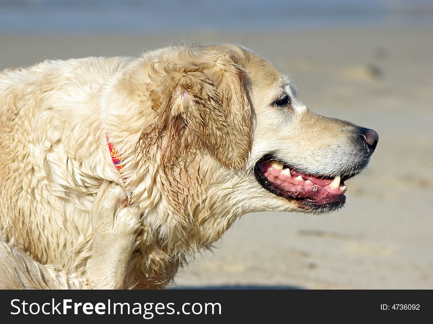 Joyful dog at the beach