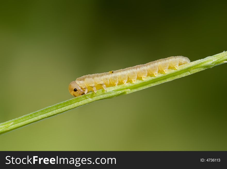 Small caterpillar on the stalk
